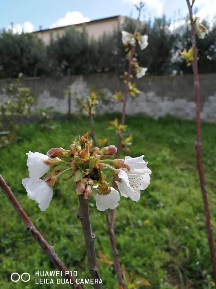 Albero Della Musica Bed and Breakfast Sassari Exteriör bild