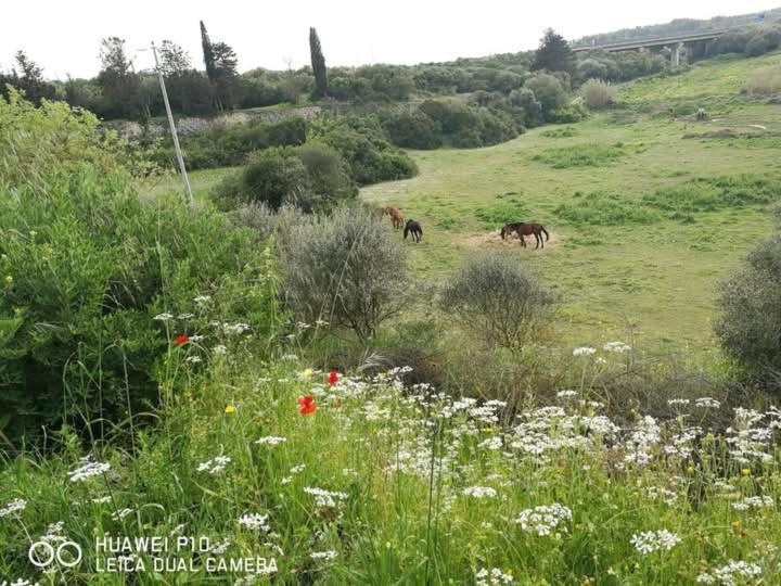 Albero Della Musica Bed and Breakfast Sassari Exteriör bild